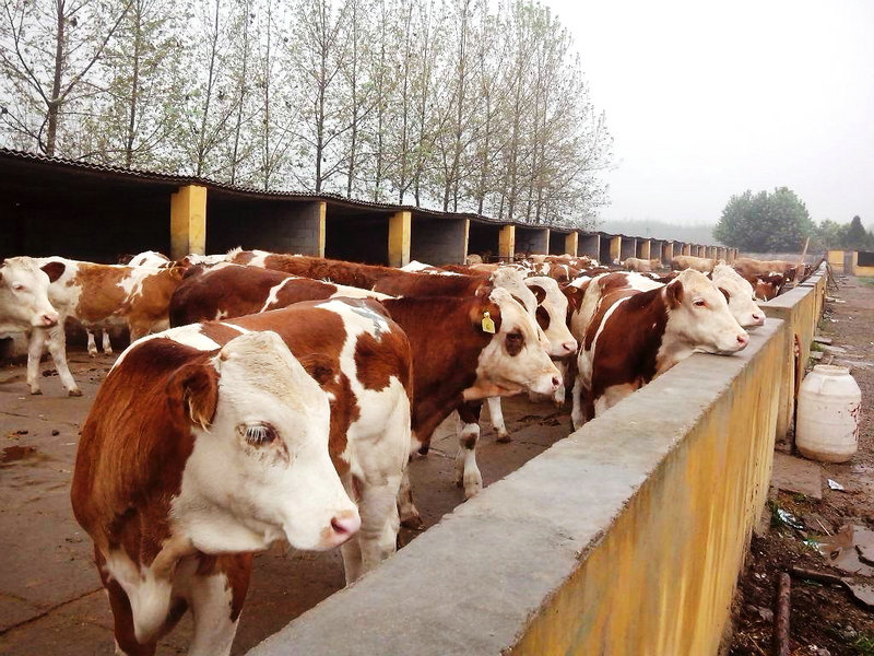 养牛户常用的消毒方法