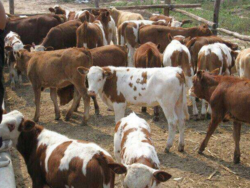 母牛适度运动有助于防止不孕症