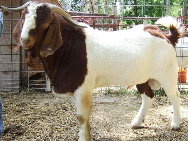 波尔山羊冬季如何管理，应该注意什么