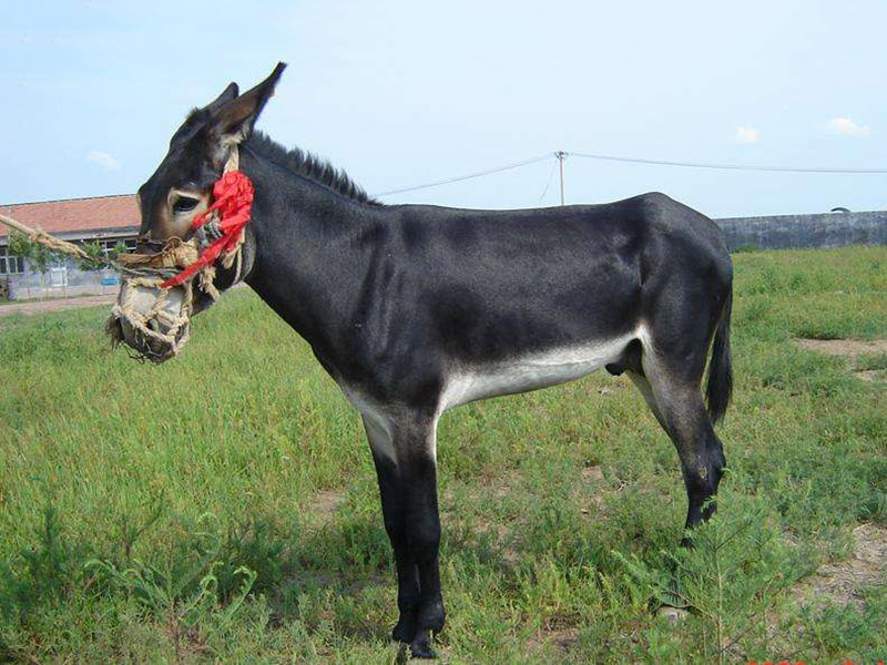 育种、杂交改良和科学育肥的养驴