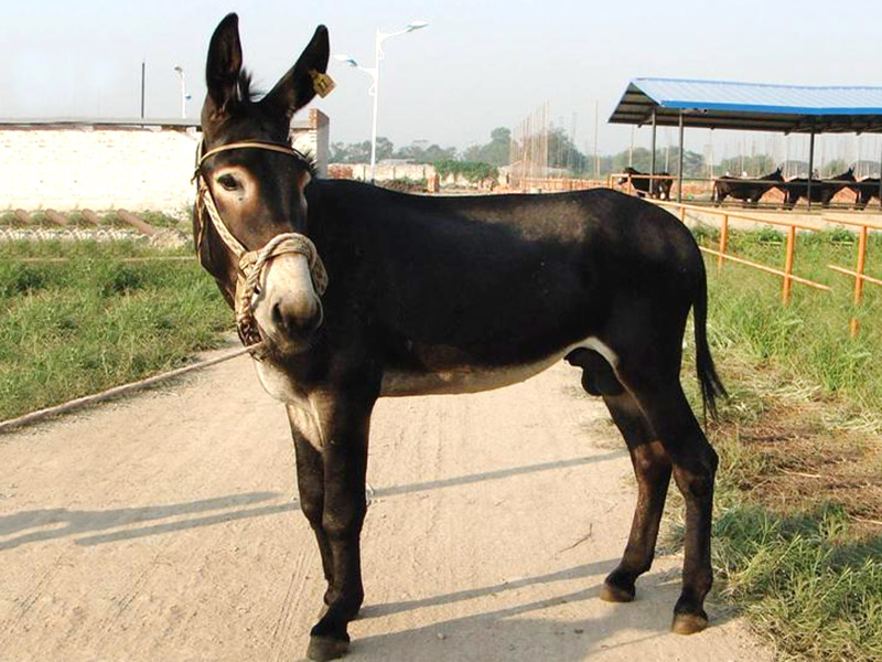 怀孕母驴妊娠后期出现浮肿