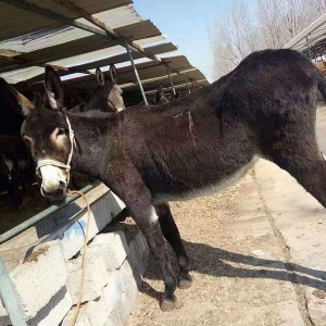 德州驴