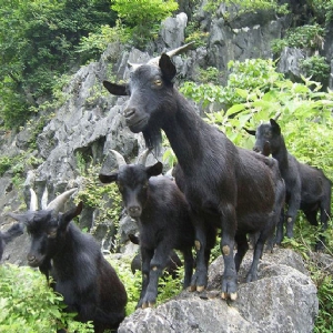黑山羊