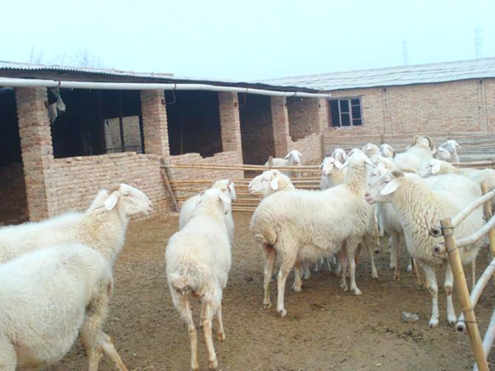 正确判断母羊怀几只羊羔？